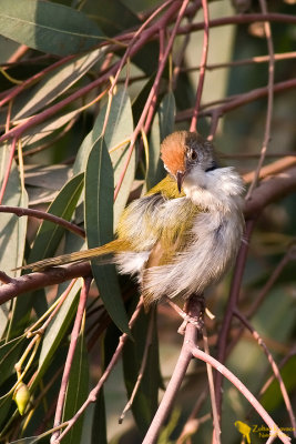 Common Tailorbird (Orthotomus sutorius)
