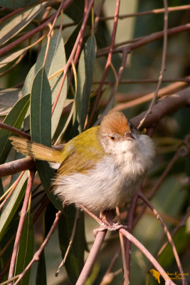 Common Tailorbird (Orthotomus sutorius)