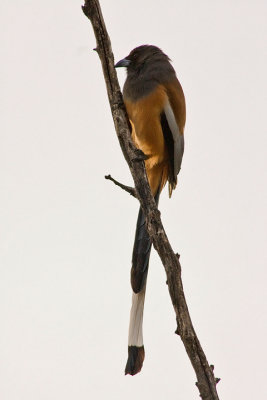 Rufous treepie(Dendrocitta vagabunda)