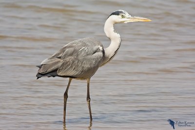 Grey Heron (Ardea cinerea)