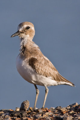 Greater Sand Plover (Charadrius leschenaultii)