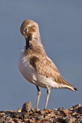 Greater Sand Plover (Charadrius leschenaultii)