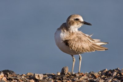 Greater Sand Plover (Charadrius leschenaultii)