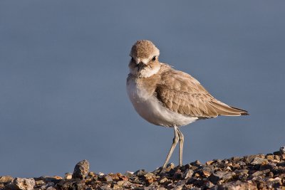 Greater Sand Plover (Charadrius leschenaultii)