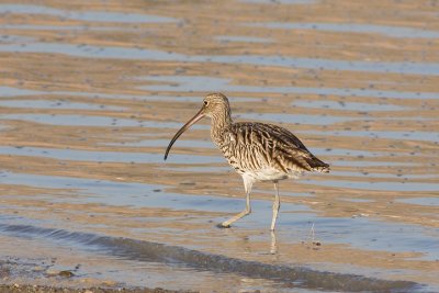 Eurasian Curlew (Numenius arquata)