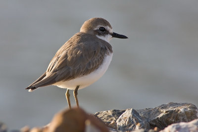 Greater Sand Plover (Charadrius leschenaultii)