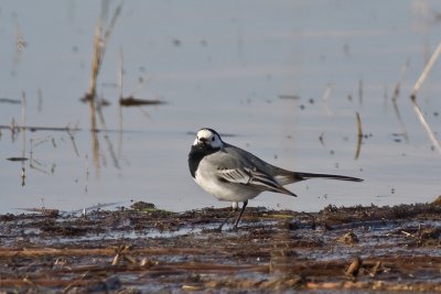 Pied Wagtail (Motacilla alba)