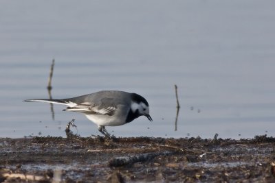 Pied Wagtail (Motacilla alba)