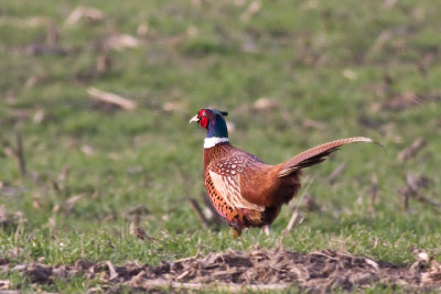 Common Pheasant (Phasianus colchicus)