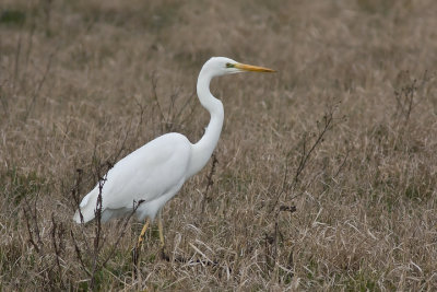 Great Egret (Ardea alba)