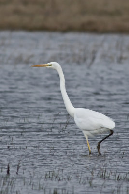 Great Egret (Ardea alba)