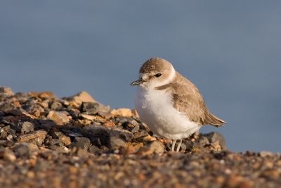 Greater Sand Plover (Charadrius leschenaultii)