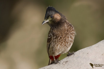 Red-vented Bulbul (Pycnonotus cafer)