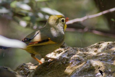 Red-billed Leiothrix (Leiothrix lutea)