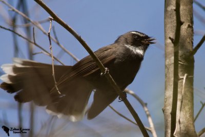 White-throated Fantail (Rhipidura albicollis)