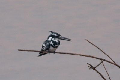 Pied Kingfisher (Ceryle rudis)