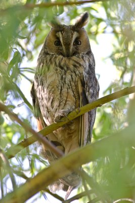 Long-eared Owl  (Asio otus)