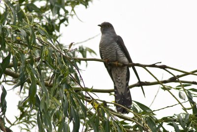 Common Cuckoo (Cuculus canorus)