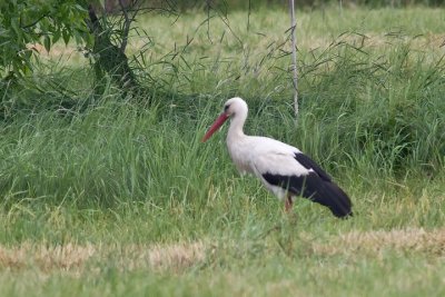 White Stork (Ciconia ciconia)