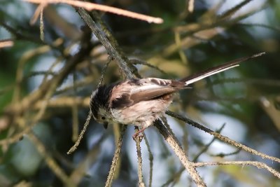 Long-tailed Tit (Aegithalos caudatus)