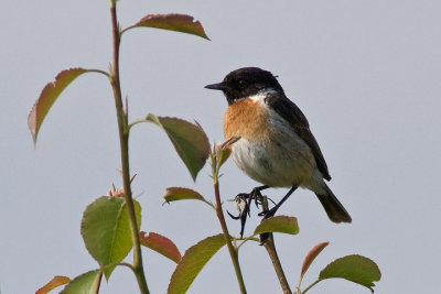 European Stonechat (Saxicola rubicola)