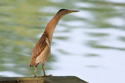  Little Bittern (Ixobrychus minutus)