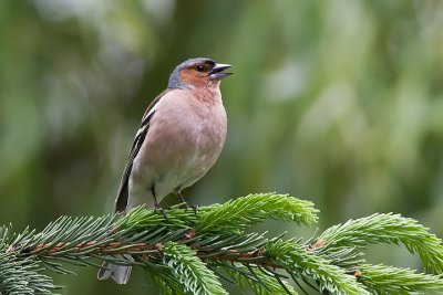 Chaffinch (Fringilla coelebs)