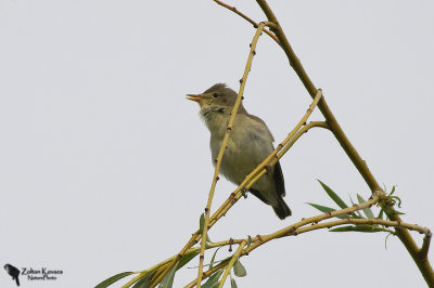 Marsh Warbler (Acrocephalus palustris)