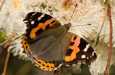 Painted Lady (Vanessa cardui)