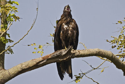 Black Kite (Milvus migrans)