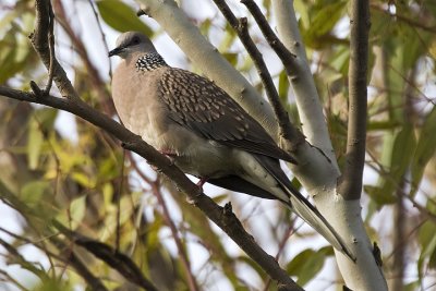 Spotted dove (Streptopelia chinensis)