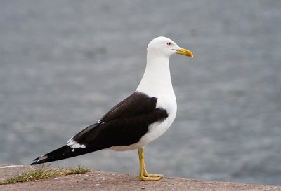 Laridae - Gulls, Terns, Skimmers