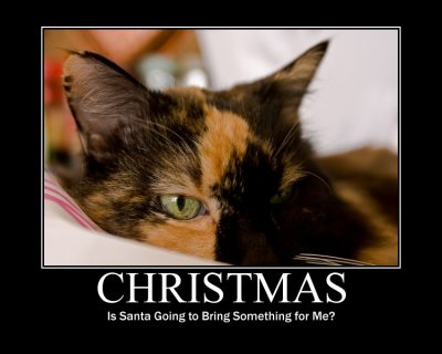Cat Waiting for Chistmas 03.jpg