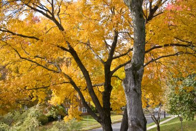 Autumn Leaves in Virginia 2007