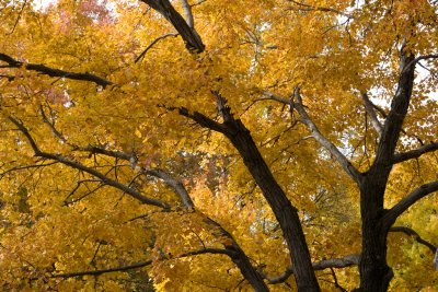 Autumn Leaves in Virginia 2007