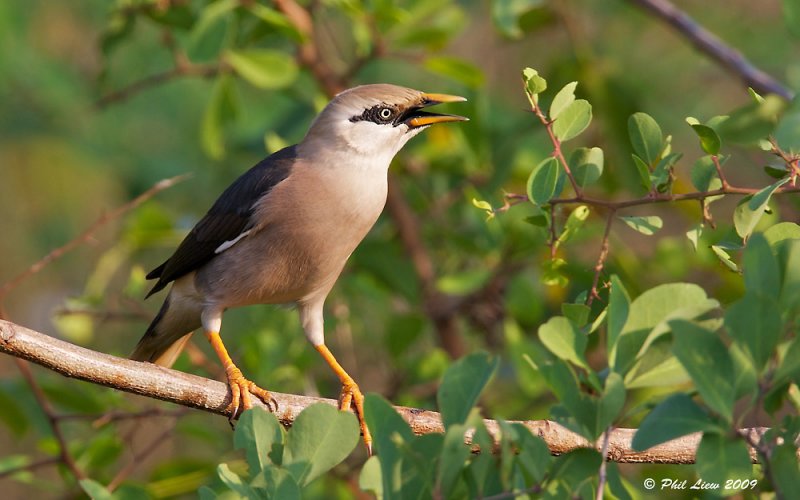 Vinous-Breasted Starling