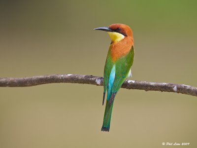 Chestnut Headed Bee Eater