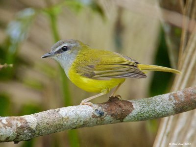 Yellow Bellied Warbler