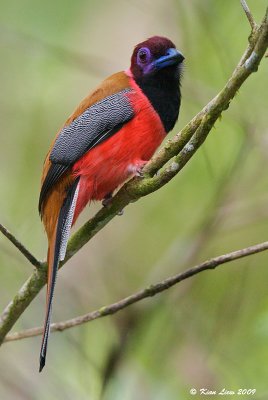 Diard's Trogon (Male)