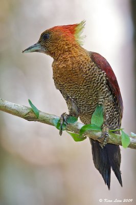 Banded Woodpecker 2.jpg