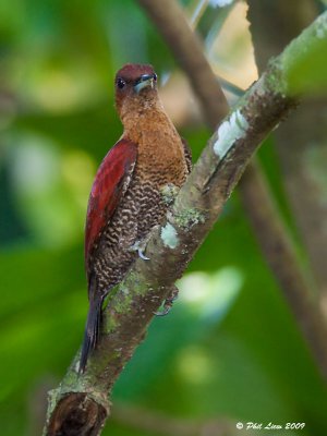 Banded Woodpecker 4.jpg
