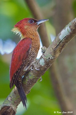 Banded Woodpecker 6.jpg