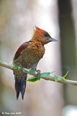 Banded Woodpecker 7.jpg