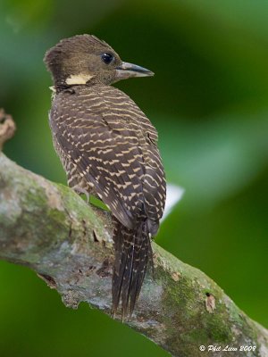 Buff Necked Woodpecker 1.jpg