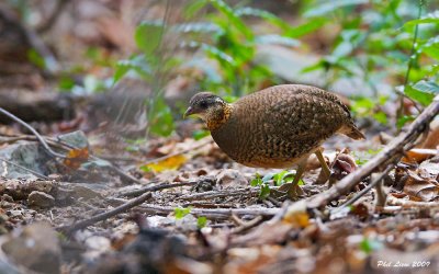 Scaly Breasted Partridge