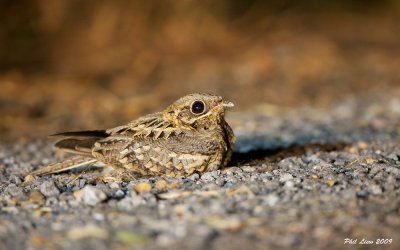 Savannah Nightjar