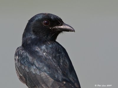 Black Drongo