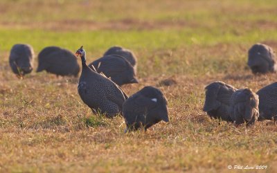 African Guinea Fowls