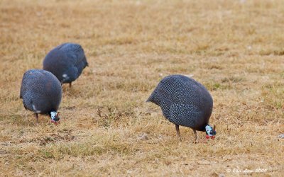 African Guinea Fowls