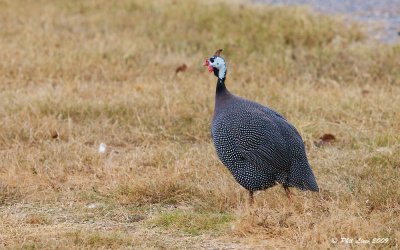 African Guinea Fowl